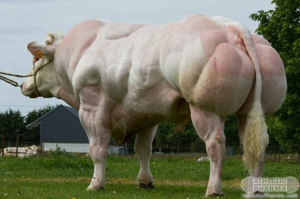 cow_muscle.jpeg